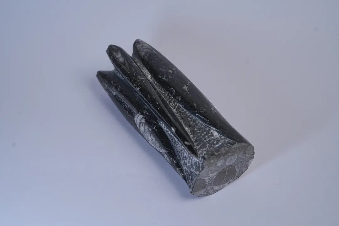 Orthoceras(kuber) Fossil Stone thumbnail 3